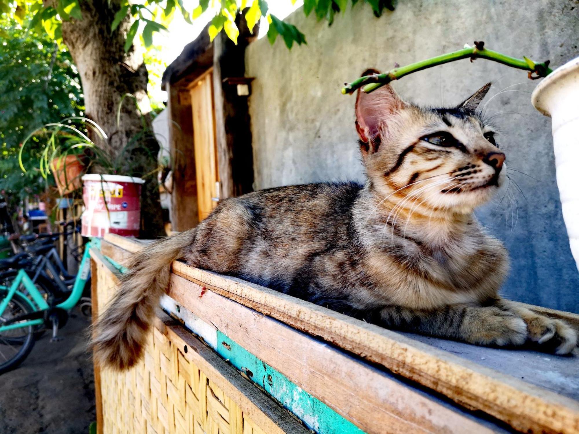 Villa La Vida Gili Trawangan Eksteriør billede